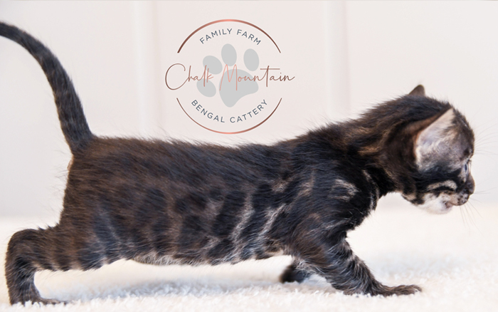 Bengal kitten for sale